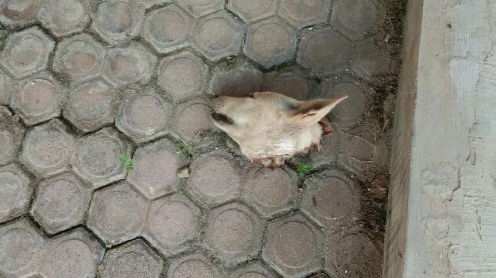 Aktivis Media Sosial Dapat Teror Kepala Anjing di Ramadan