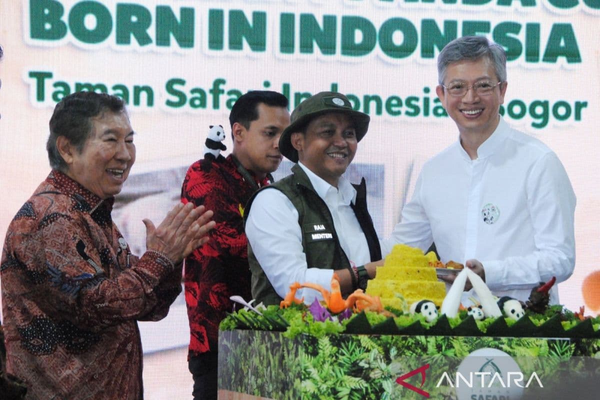 Berkah Allah: Indonesia Cetak Sejarah Kelahiran Panda Pertama